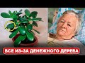 Многие держат в квартире ДЕНЕЖНОЕ ДЕРЕВО. Но они даже не догадываются что оно творит с телом