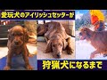 【狩猟】愛玩犬のアイリッシュセッターが狩猟犬になるまで【マタギの嫁チャンネル】