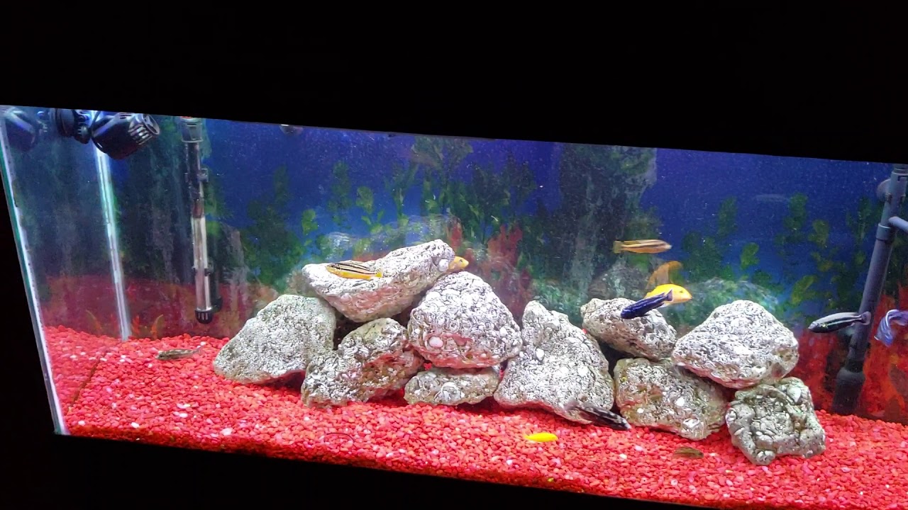 55 Gallon African cichlid tank YouTube