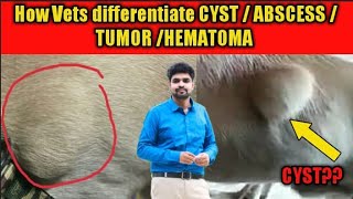 how to diagnose and treat cyst/ abscess/tumor/hematoma in dogs screenshot 4