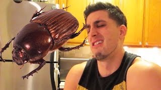 EATING DUNG BEETLES