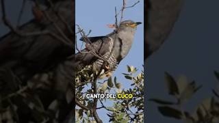 Chega a primavera, chega o canto do cuco.#savianova #galicia #naturaleza #cuco #fauna