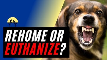 When to Put A Dog Down or Rehome for AGGRESSION? (w/ expert Michael Shikashio)