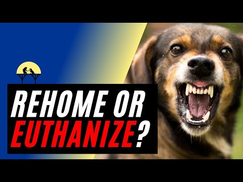 Vídeo: Considerações para Rehoming Dogs Agressivos