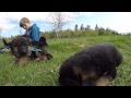 large litter of german shepherd puppies playing with kid