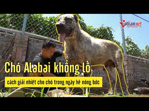 Video: Cách Nuôi Chó Giống Alabai