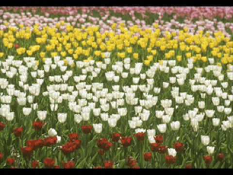 童謡 チューリップ A Japanese Children S Song Tulip Youtube