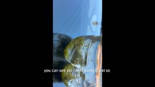 Day 1 of pool water lab experiment