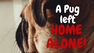 A PUG's reaction when left home alone! | recorded what he did (heart warming)