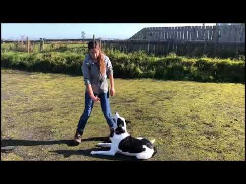 Border Collie Tricks/Freestyle - Sven