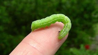 تخلص من الدودة الخضراء بثلاث طرق | Three ways to kill green worms