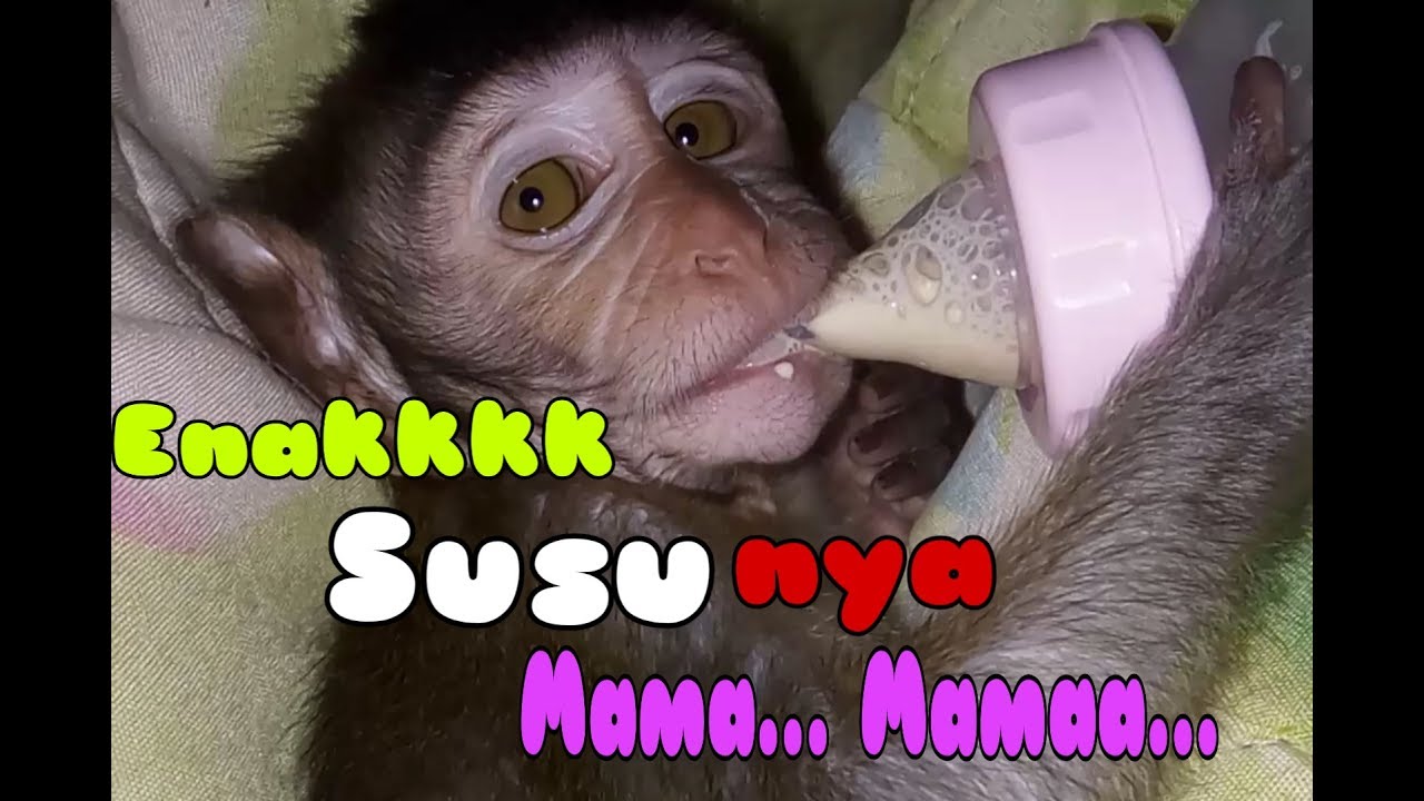 Monyet Mimi Susu Youtube