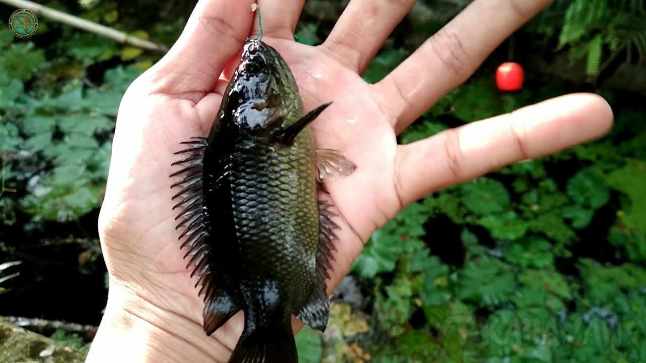  PELAMPUNG  TENGGELAM BULAT  MANCING DI RAWA SAMPING JALAN 