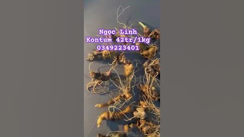 Sâm ngọc linh chuẩn gen Kontum #sâm_ngọc_linh_rừng #sâm_ngọc_linh #sâm_ngọc_linh