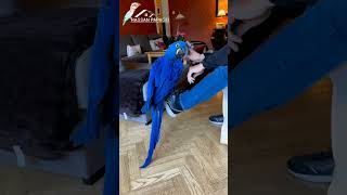 hyacinth macaw parrot shorts