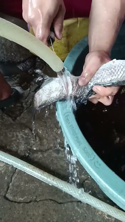 Eat Channa Auranti 2 Million 😭 #channa #channafish #auranti