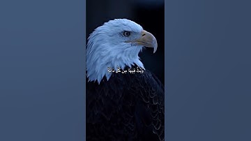 (خلق السموات بغير عمد ترونها و ألقى في الارض رواسي ان تميد بكم)بصوت الشيخ ياسر الدوسري من سورة لقمان