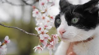 玄関開けたら最期のにゃんこ　Cat Last Welcomeow by inthelife 15,886 views 1 year ago 6 minutes, 28 seconds