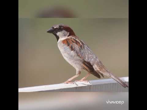 Sərçələr haqda məlumat (Hazırladı: M.Aydan)