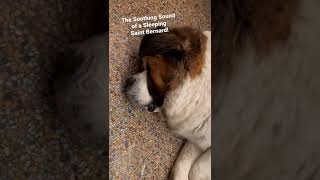 The soothing sound of a sleeping #saintbernard