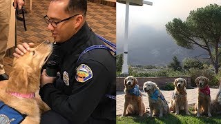 Comfort Dogs Are Consoling California Wildfire Evacuees and Shooting Victims