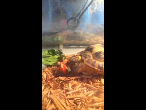 Cannibal- Ke$ha (the turtle version)