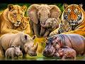 Baby Animals with Their Moms 🐾 | Jungle Family Story!