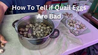 How to Tell if Quail Eggs Are Bad | Master the Float Test for Freshness Profile