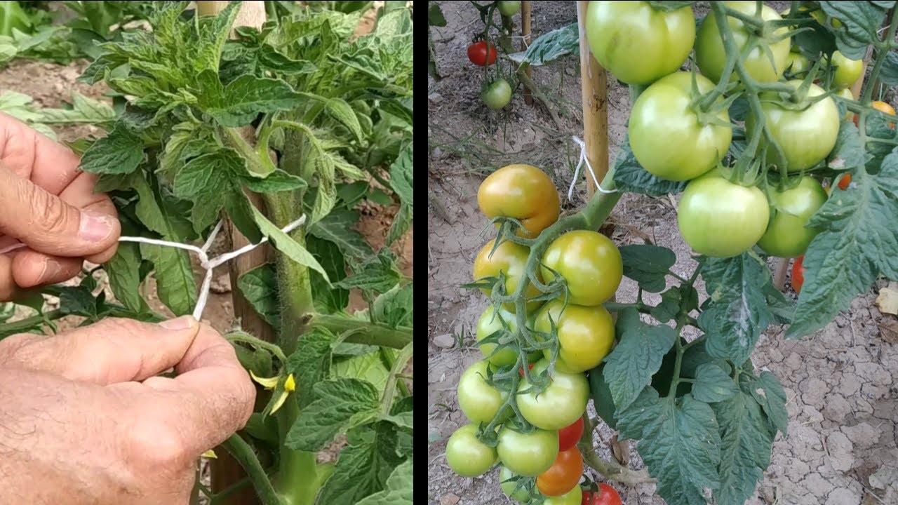 Forma sencilla de colocar tutores a las tomateras