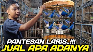 PASAR BURUNG RAMBATAN ! KIOS MASTERAN & BURCIL PRIMADONA DI PASAR BURUNG PRAMUKA
