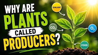 Why are plants called producers? | Ecosystem