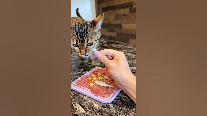 Video 9366401: feeding bengal, bengal kitten
