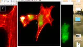 merging.channels.ImageJ