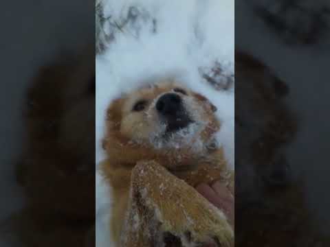 Видео: C cобакой на снегу. Проверяю нервишки у собаки #Shorts #shortsvideo