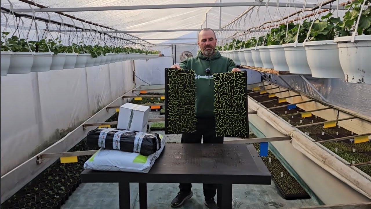 Vreți să vă creșteți răsadurile de legume? Aici aveți tot ce vă trebuie?