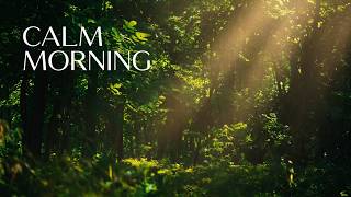 Half-hour of morning meditation. Soft rays of sun in the dense forest. 4K film no loop. screenshot 5
