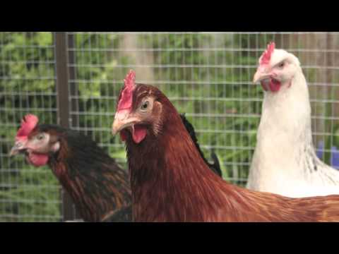 Cómo cuidar gallinas