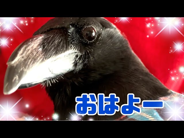 Waking Up Crow♪ Naked Crow-Sized Pigeon Hoshiro-kun 12/2/2023