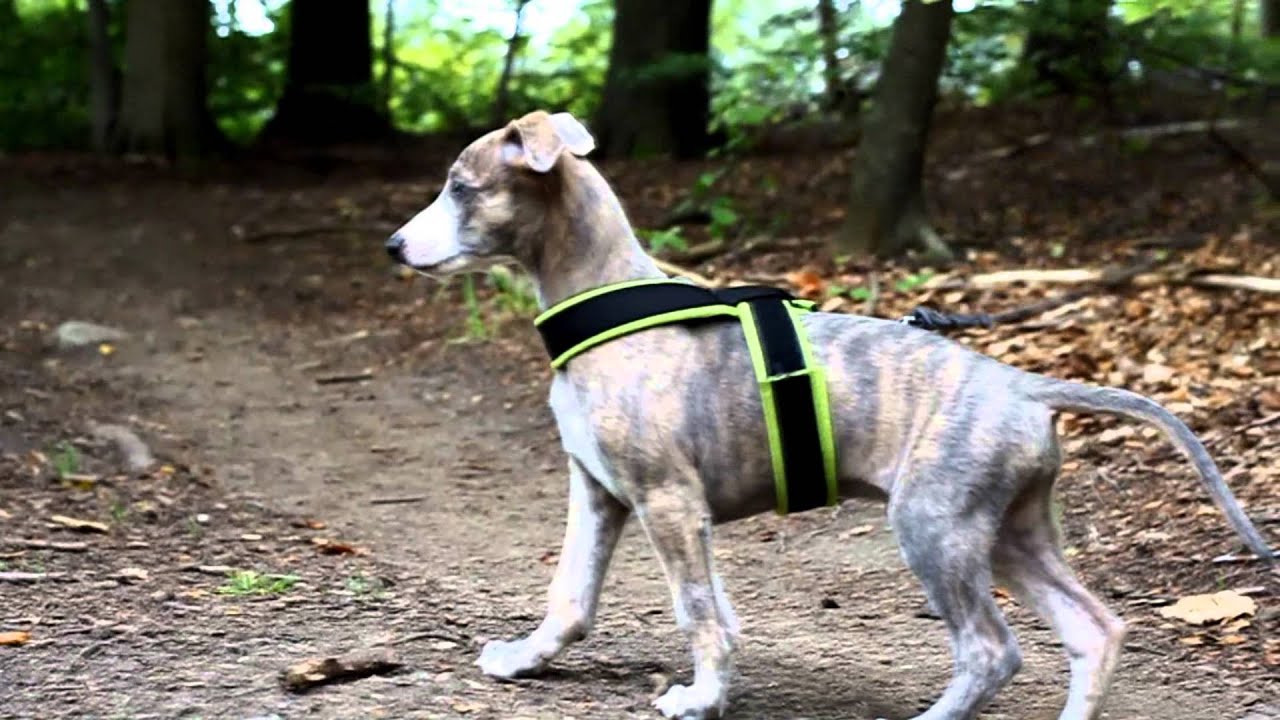 8 weeks old whippet puppy - Silas - YouTube