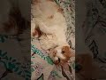 LOVELY SWEET Catlovers10m Chilling Shakyshaky Juicysweet76vlogs 