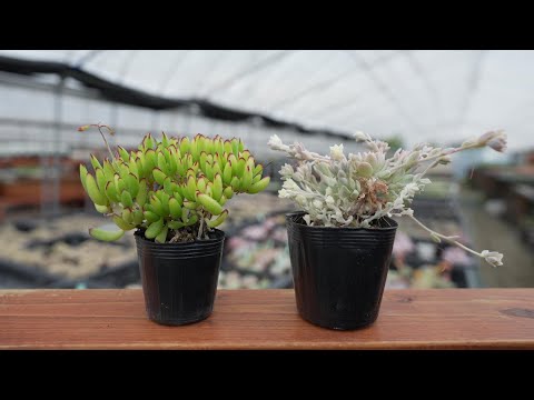 Top【選抜株】多肉植物　360794ラタム 綴化　35個　鉢無し/脱土 386 [Now More Available] Reshaping Succulents. Free-flowing