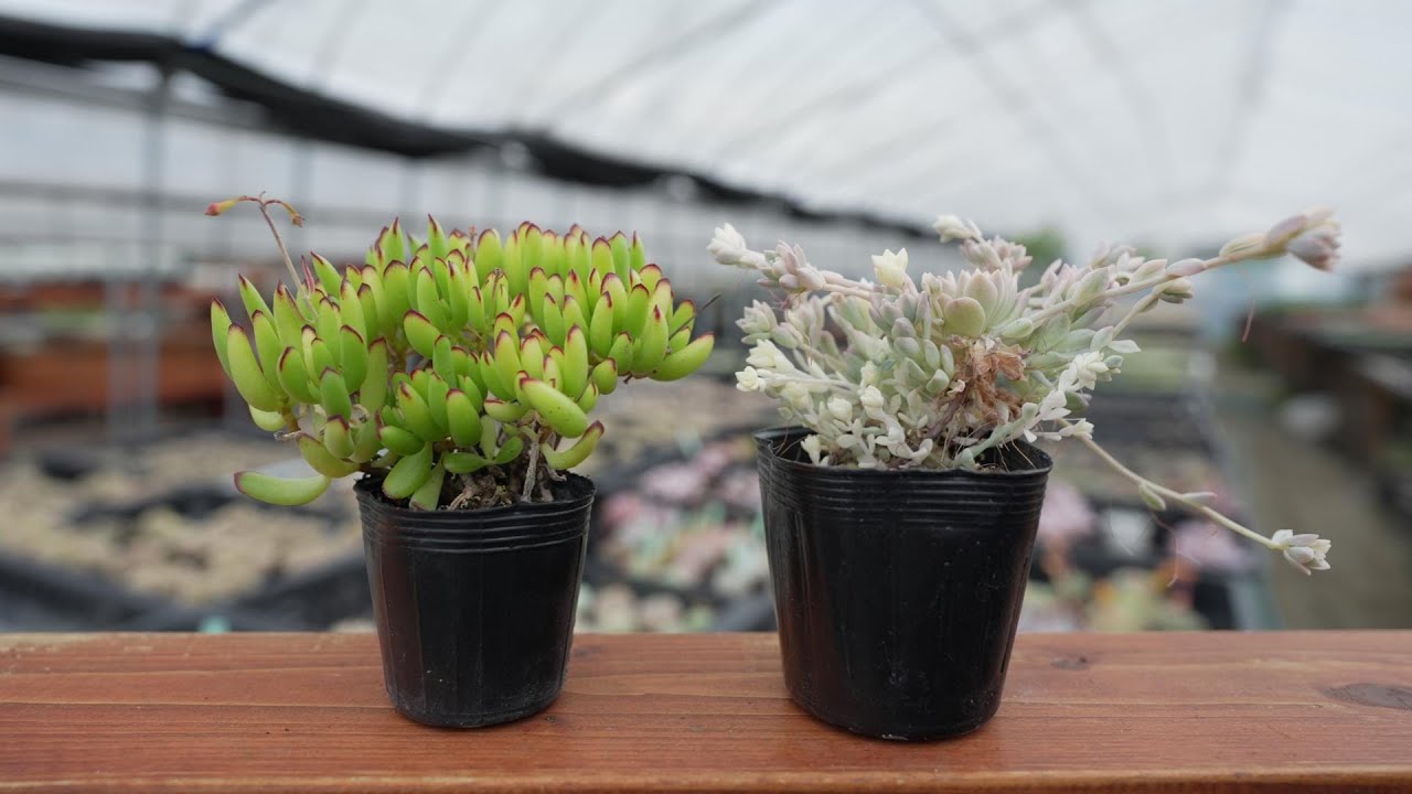 386【今なら増える】多肉植物の仕立て直し。のびのび多肉はお宝多肉