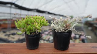 386 [Now More Available] Reshaping Succulents. Free-flowing