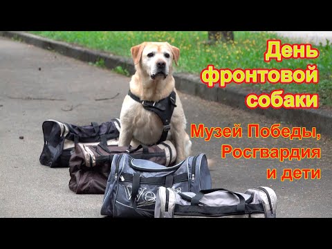 День фронтовой собаки