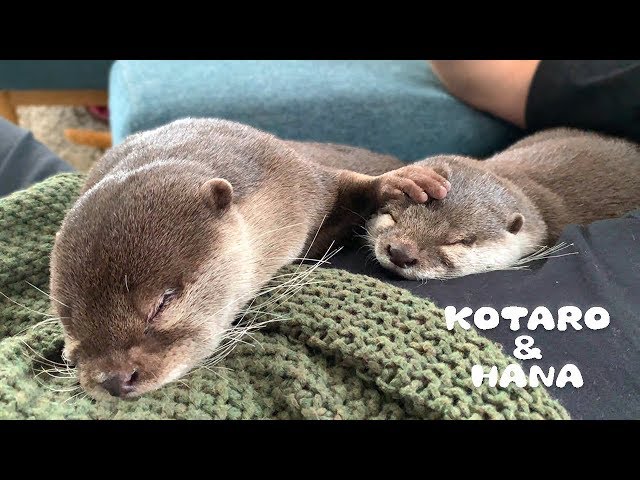 カワウソコタローとハナ　今までで最高にかわいい添い寝　Otter Kotaro&Hana The Cutest Sleeping Otters Ever