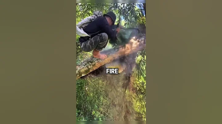 Harvesting Wild Honey is Crazy