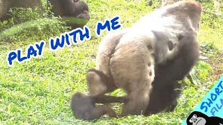 #Gorilla Social Media | D'jeeco Family #Photography🦍short Film Making #金剛猩猩 #2022/1576 |Taipei Zoo
