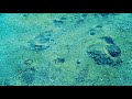 Sori Sawada「転校前夜」Lyric Video