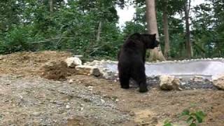 Max the bear's first steps of freedom