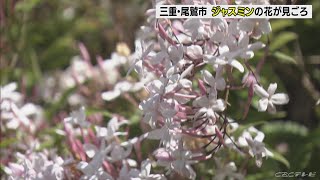 ジャスミンの花が見ごろ　石垣を覆い隠すほどに成長　三重・尾鷲市